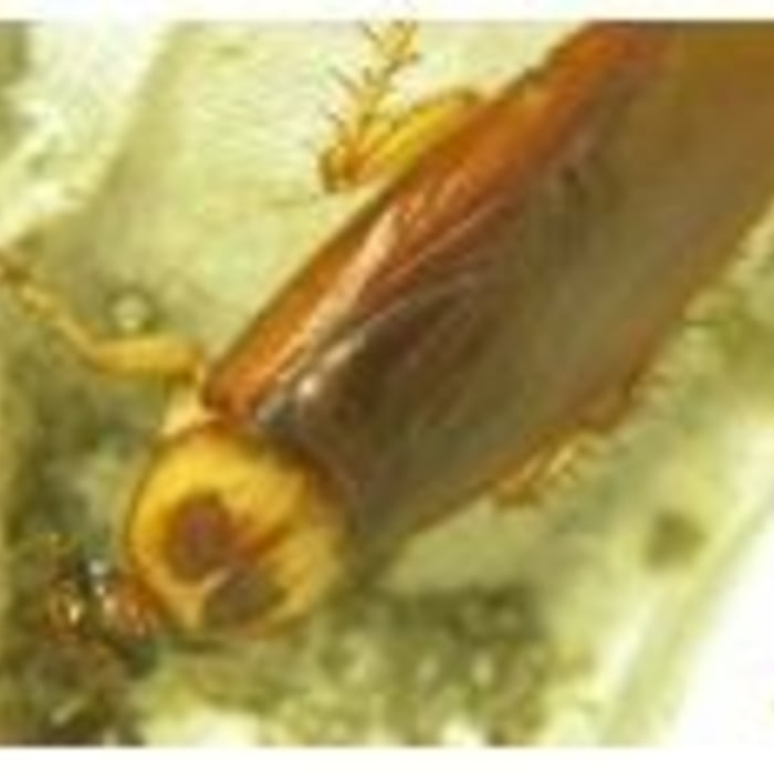 Cockroaches