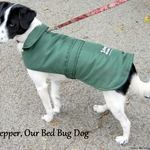 Pepper, our Bed Bug Dog