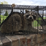 Animal Removal - Inspect, Trap, & Repair