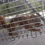 Red squirrel trapped at a client's house
