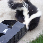 Skunk stuck in a bait station box