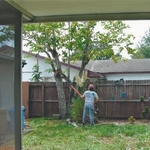 Tree Climbing Work
