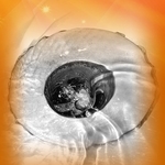 Clogged Drains?