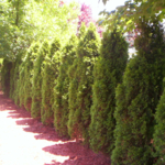 Arborvitae Hedge- hand pruned for natural form.