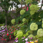 Colorful summer garden by R&S Landscaping Team