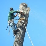 Tree Climbing