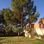 Sizing up the tree