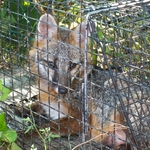 Fox Trapping