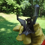 Bat Exclusion