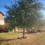 Tree Service Project