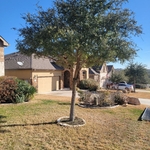Tree Service Project