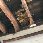 Active spore colonization on ceiling boards.