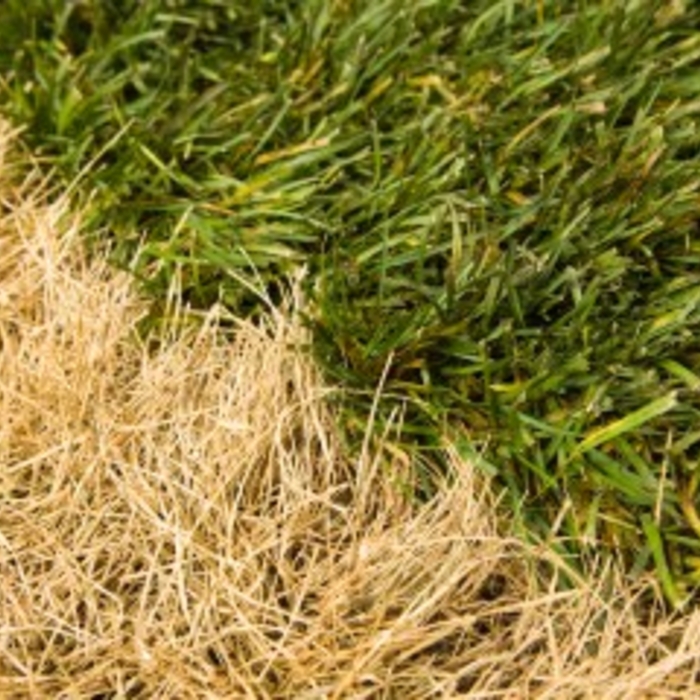 Lawn Kill