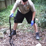 Snakes?