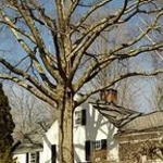 Tree Cabling