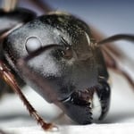 CARPENTER ANTS