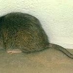 RATS