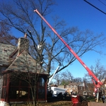 Tree removal with crane