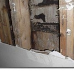 Mold can affect the health of people who are exposed to it.