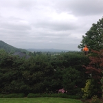 Wade Morehead - our lead arborist