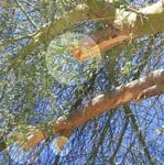 Stubs left on limbs.