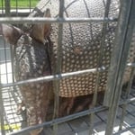 Armadillo