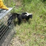 Skunk