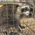 Raccoon