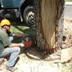 Tree Removal