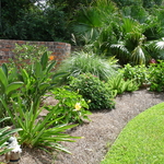 Tropical Landscape