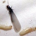 Subteranean Termite Swarmer