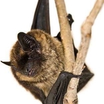 Bat
