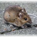 Prevent-A-Mouse