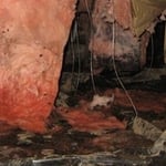 MOLD REMOVAL
