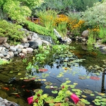 Our main pond