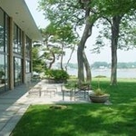 Locust trees in Rye, NY
