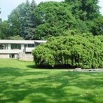 Weeping Hemlock in New Caanan, CT