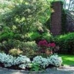New planting in New Caanan, CT