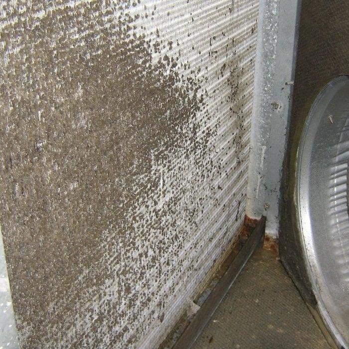 Dirt & Microbial Growth
