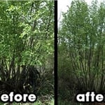 Black Birch