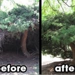 Juniper