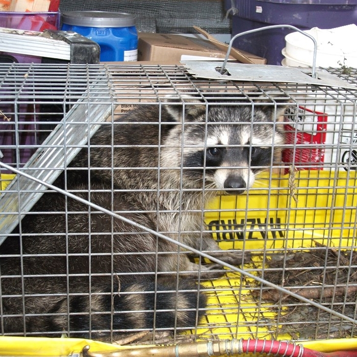 Raccoon
