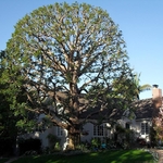 trimmed Oak