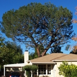 A trimmed Austrailian Pine