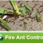 Fire Ant Control