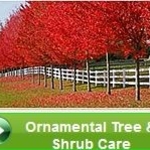 Ornamental Tree & Shrub Care