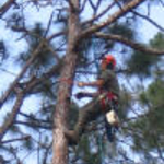SKYFROG TREE SERVICE
