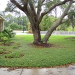 Mature Oak with root zone covered