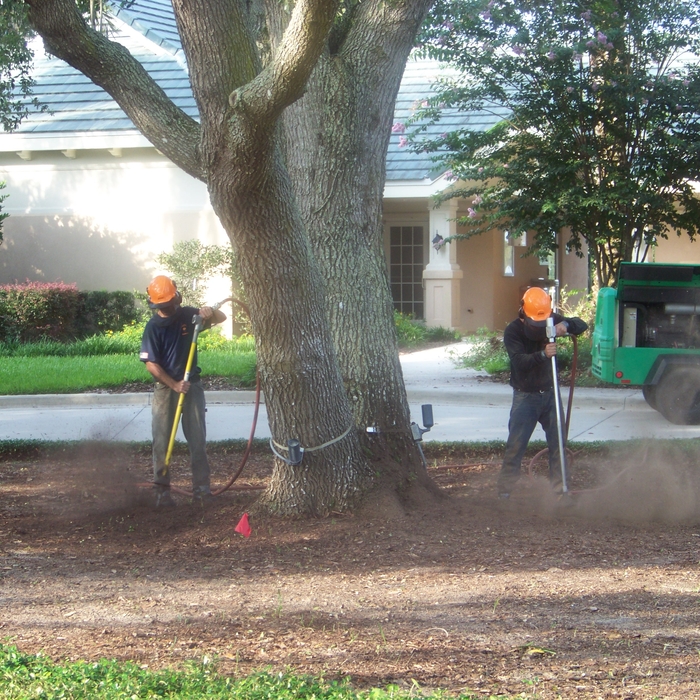 Mature Oak with roots freed