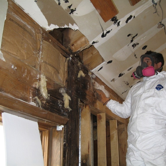 Mold Remediation